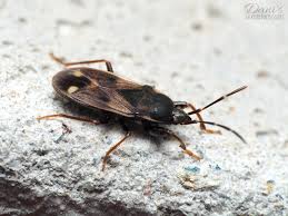 Attēlu rezultāti vaicājumam “Eremocoris plebejus”