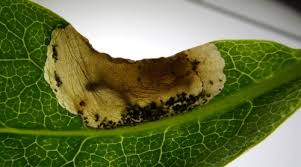 Attēlu rezultāti vaicājumam “Elachistidae”