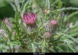 Attēlu rezultāti vaicājumam “Cirsium palustre fruit”