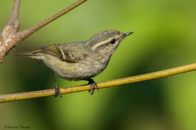 Image result for Phylloscopus humei