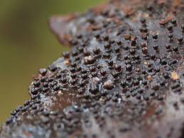 Attēlu rezultāti vaicājumam “Craterium leucocephalum var. scyphoides spores”