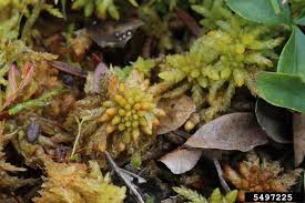 Attēlu rezultāti vaicājumam “Sphagnum papillosum”