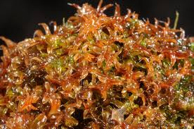 Attēlu rezultāti vaicājumam “Syntrichia ruralis var. ruralis”