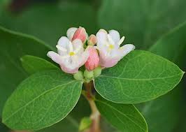 Attēlu rezultāti vaicājumam “Symphoricarpos albus flower”