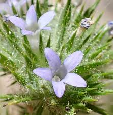 Attēlu rezultāti vaicājumam “Paludella squarrosa sporophyte”