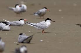 Image result for Sterna dougallii