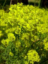 Attēlu rezultāti vaicājumam “Euphorbia cyparissias fruit”