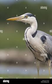 Attēlu rezultāti vaicājumam “Ardea cinerea adult”