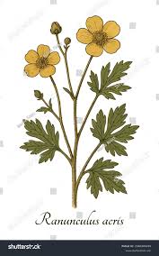 Attēlu rezultāti vaicājumam “Ranunculus acris fruit”