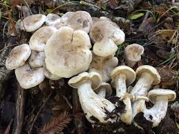 Attēlu rezultāti vaicājumam “Lepista sp.”