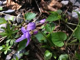 Attēlu rezultāti vaicājumam “Viola reichenbachiana”