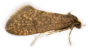 Attēlu rezultāti vaicājumam “Taleporia tubulosa”