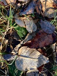 Attēlu rezultāti vaicājumam “Populus x gileadensis leaf”