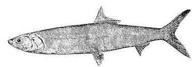 Image result for Elops saurus