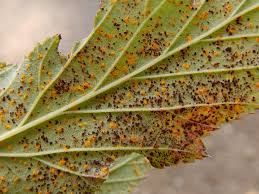 Attēlu rezultāti vaicājumam “Triphragmium ulmariae”