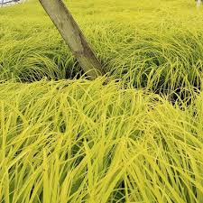 Attēlu rezultāti vaicājumam “Carex loliacea leaf”