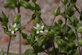 Attēlu rezultāti vaicājumam “Arenaria serpyllifolia flower”