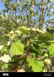 Attēlu rezultāti vaicājumam “Crataegus submollis”