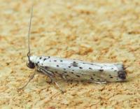 Attēlu rezultāti vaicājumam “Yponomeuta plumbella”