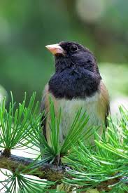 Image result for Junco hyemalis