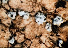 Attēlu rezultāti vaicājumam “Colloderma oculatum plasmodium”