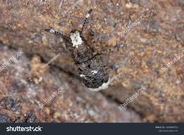 Attēlu rezultāti vaicājumam “Platystomos albinus”