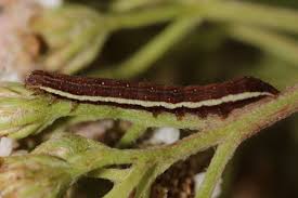 Attēlu rezultāti vaicājumam “Actinotia polyodon”