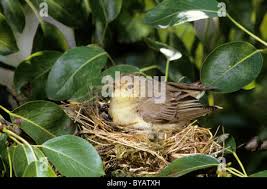 Attēlu rezultāti vaicājumam “Hippolais icterina adult”