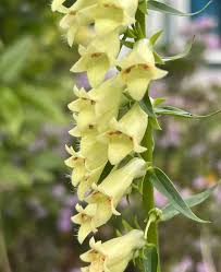 Image result for Digitalis lutea