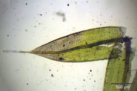 Attēlu rezultāti vaicājumam “Bryum caespiticium”