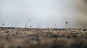 Attēlu rezultāti vaicājumam “Comatricha fragilis macro”