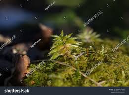 Attēlu rezultāti vaicājumam “Sphagnum centrale”