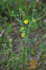 Attēlu rezultāti vaicājumam “Potentilla argentea”