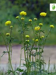 Attēlu rezultāti vaicājumam “Trollius europaeus”