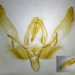 Attēlu rezultāti vaicājumam “Agrotis ripae”