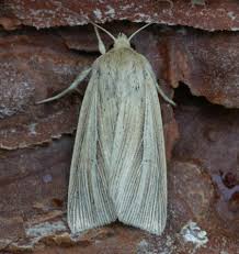 Attēlu rezultāti vaicājumam “Mythimna impura”