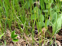 Attēlu rezultāti vaicājumam “Carex praecox”