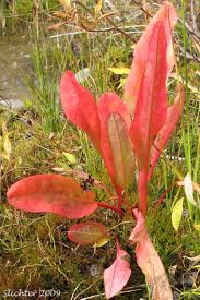 Attēlu rezultāti vaicājumam “Rumex aquaticus leaf”