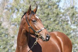 Resultado de imagen para sliced horse