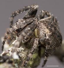 Attēlu rezultāti vaicājumam “Araneus angulatus”