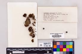 Attēlu rezultāti vaicājumam “Tortula lingulata”