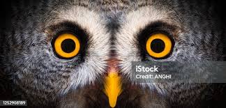 Attēlu rezultāti vaicājumam “Strigiformes”