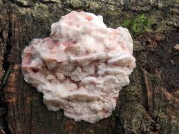 Attēlu rezultāti vaicājumam “Leptoporus mollis”