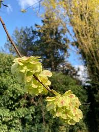 Attēlu rezultāti vaicājumam “Ulmus minor”