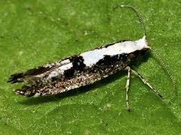 Attēlu rezultāti vaicājumam “Argyresthiidae”