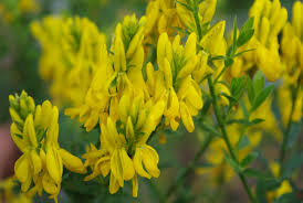 Image result for Genista tinctoria
