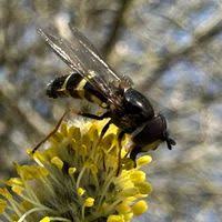 Attēlu rezultāti vaicājumam “Dasysyrphus tricinctus”