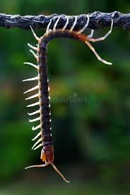 Attēlu rezultāti vaicājumam “Myriapoda”