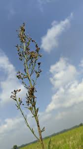 Attēlu rezultāti vaicājumam “Scrophularia umbrosa flower”