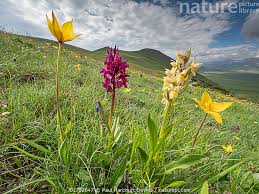 Attēlu rezultāti vaicājumam “Tulipa sylvestris”
